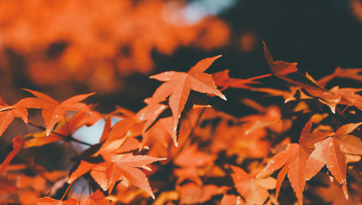 Fall Festivals: Event Marketing Strategies That Work