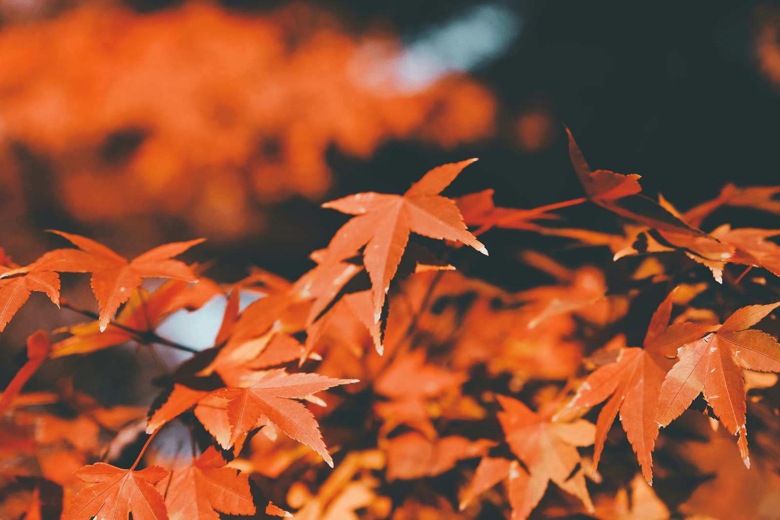 Fall Festivals: Event Marketing Strategies That Work